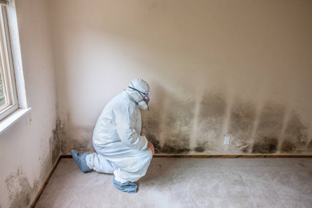 Best Comprehensive Air Testing for Mold Contaminants  in Austin, TX